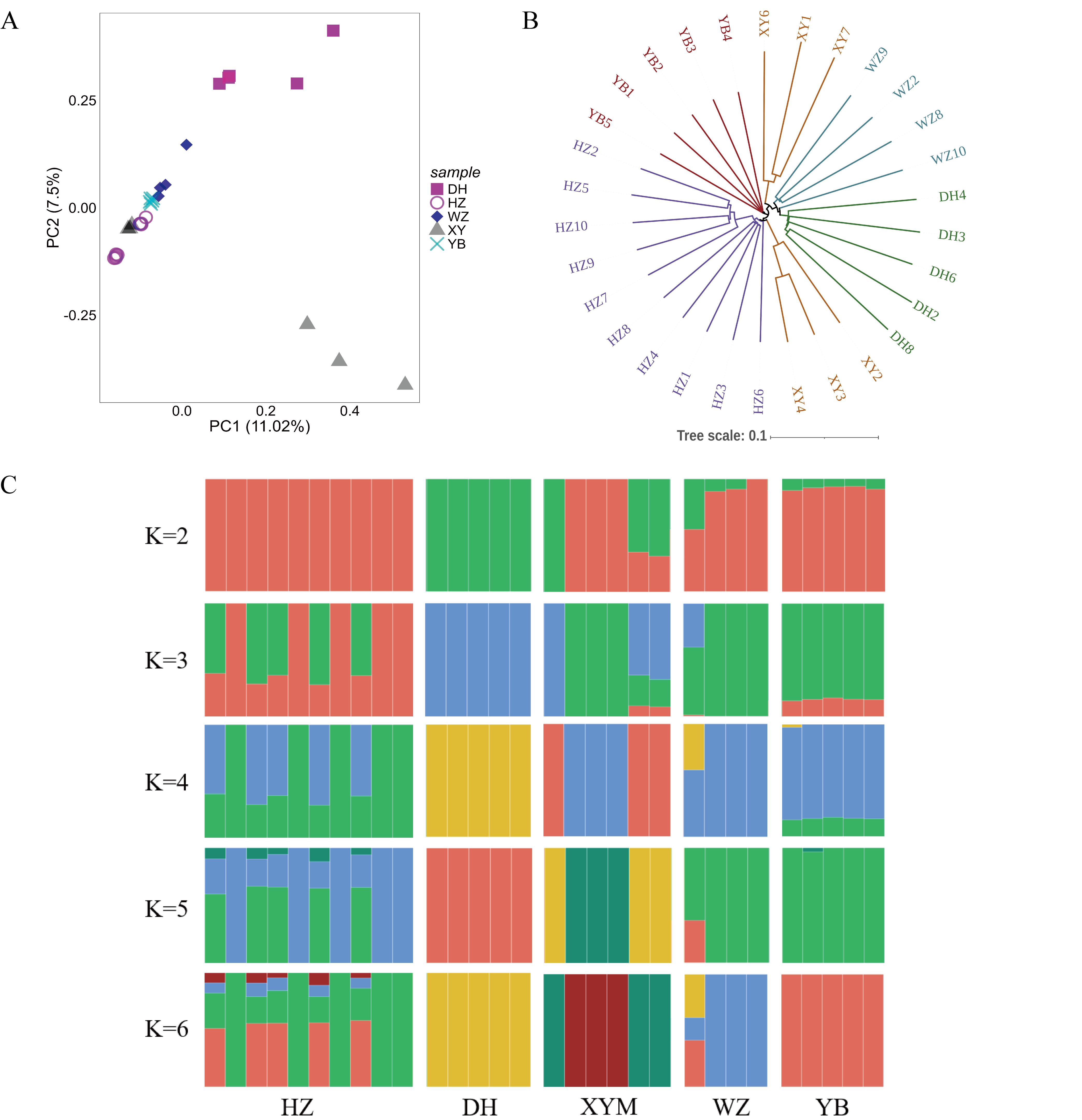 Ancestry Composition